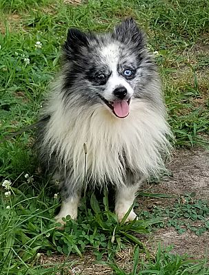 Gaffney Sc Pomeranian Meet Pepper Blue Merle Pomeranian A Pet