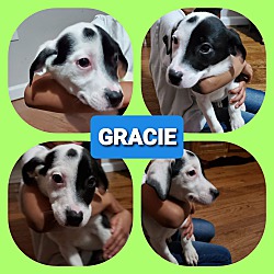 Photo of Gracie