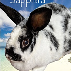 Thumbnail photo of Sapphira #3