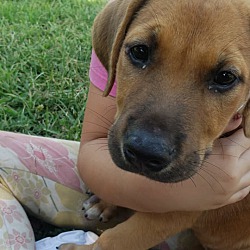 Fort Scott Paws And Claws Animal Shelter In Fort Scott Kansas