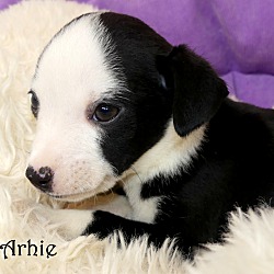 Thumbnail photo of Archie~adopted! #3