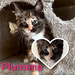 Photo of Plumeria