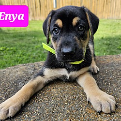 Thumbnail photo of ENYA #1