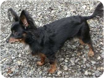 Papshund Dog Breed Information and Pictures Papshund Dog Breed Information and Pictures