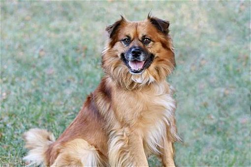 Chow australian shepherd on sale
