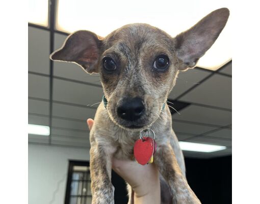 Tacoma, WA - Chihuahua/Mixed Breed (Small). Meet Ava a Pet for Adoption ...