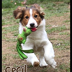 Thumbnail photo of Cecil #2