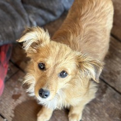 Photo of *Emmy - Puppy