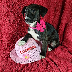 Photo of Lucresia (Brindle JRT)