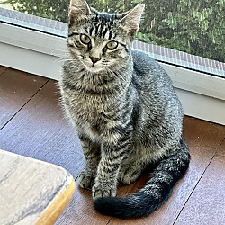 Photo of Lucy (Tabby)