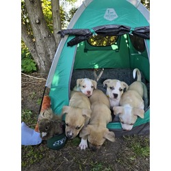 Photo of Campfire Puppies