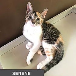 Thumbnail photo of Serene #2