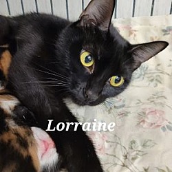 Thumbnail photo of Lorraine #3