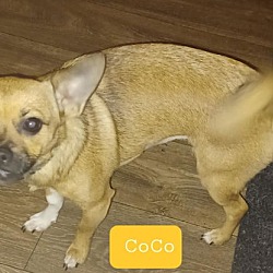 Thumbnail photo of CoCo #4