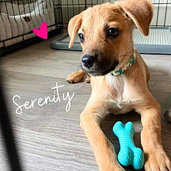 Thumbnail photo of Serenity Luna #1