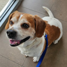 Adopt A Pet :: Hank Hill - Versailles, KY