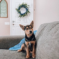 adopt a pet