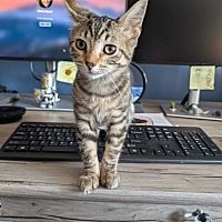 adopt a pet