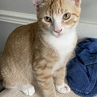 adopt-pet