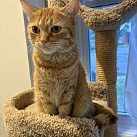 adopt-pet