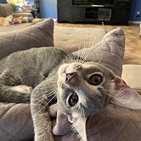 adopt-pet