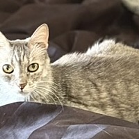 adopt-pet