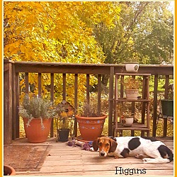 Thumbnail photo of HIGGINS #2
