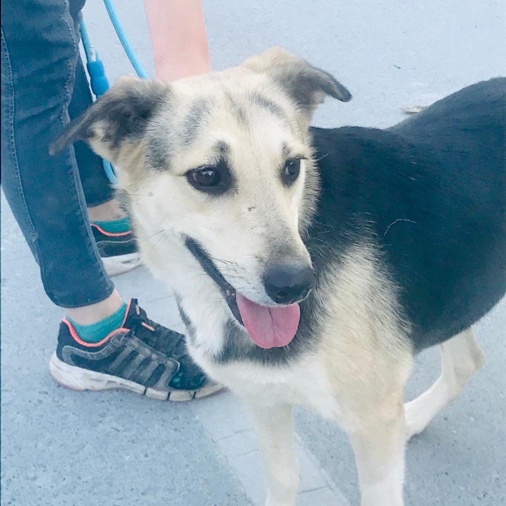 Langley Bc Saluki Meet Myla Pending Adoption A Pet For Adoption