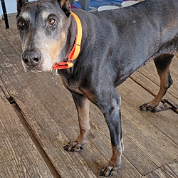 Photo of Bella (blue)—pending adoption