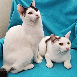 Photo of Bottle-Fed Bonded Brothers Alfie & Andy