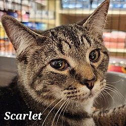 Thumbnail photo of Scarlet #1