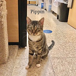 Thumbnail photo of Pippin #4