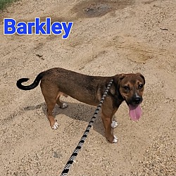 Photo of Barkley1