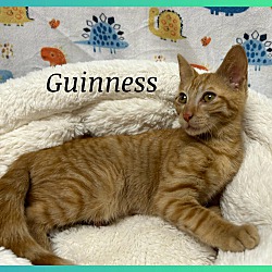 Thumbnail photo of Guinness #2