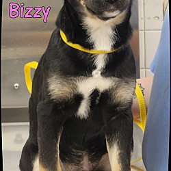 Thumbnail photo of Bizzy #2