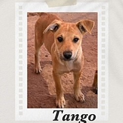 Thumbnail photo of Tango #2