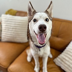 Thumbnail photo of Lavender Lovable Jean the tiny Husky #4