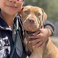 adopt a pet