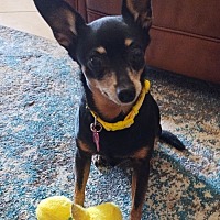 adopt-pet