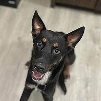 adopt a pet