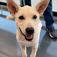 adopt a pet