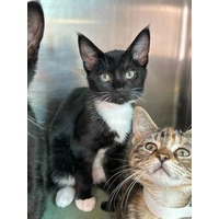 adopt-pet