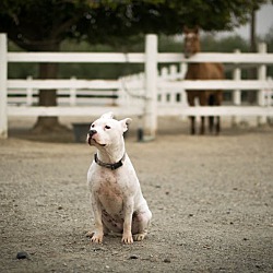Thumbnail photo of Willow the exquisite  pitty #4