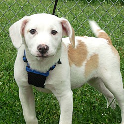 Thumbnail photo of Hayes-ADOPTED #4