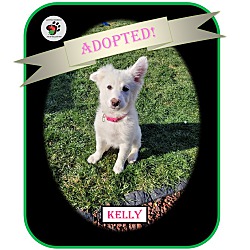 Thumbnail photo of Kelly - ADOPTED!!! #1