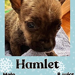 Photo of Hamlet