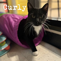 Photo of Curly