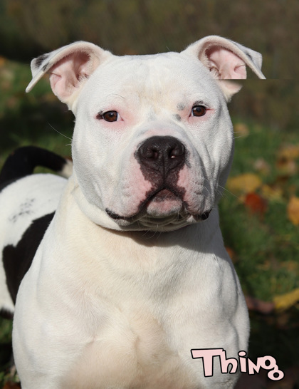 Dog for adoption - Zesty (A159407), an American Staffordshire Terrier in  Detroit, MI