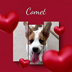 Thumbnail photo of Cuddly COMET #3