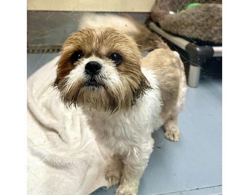 Pt. Richmond, CA - Shih Tzu/Mixed Breed (Medium). Meet TRUFFLES a Pet ...